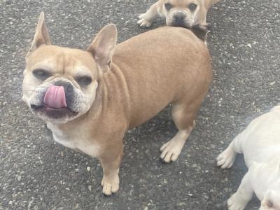French Bulldog puppies in Wexford