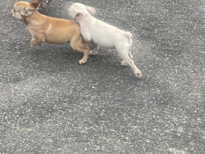 French Bulldog puppies in Wexford