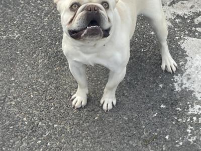 French Bulldog puppies in Wexford