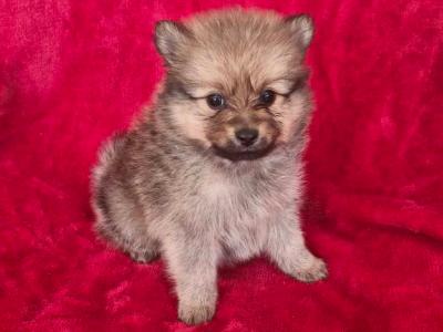 Pomeranian puppies in Clare