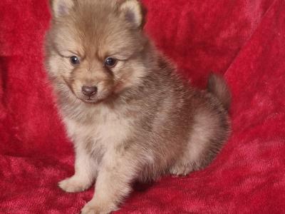 Pomeranian puppies in Clare