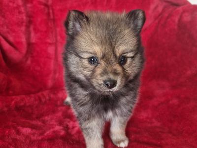 Pomeranian puppies in Clare