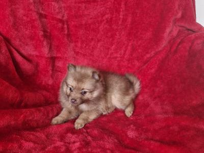 Pomeranian puppies in Clare