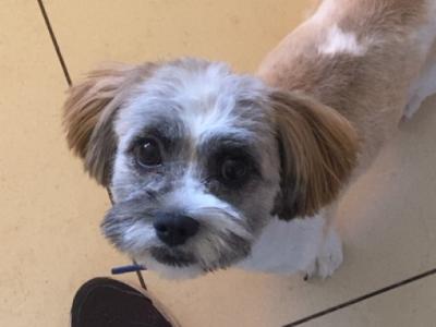 Female Shichon puppy 10 months old in Laois