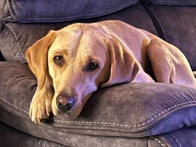 IKC Registered female Labrador 3 years old in Louth. Rehome to a loving home