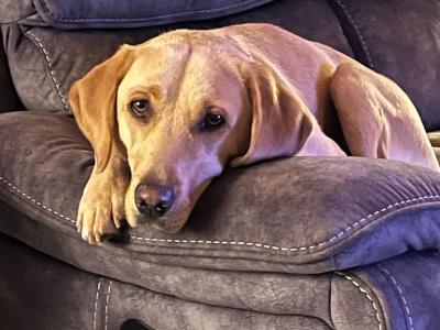 Rehome to loving home