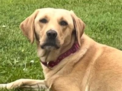 Rehome to loving home