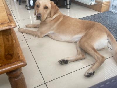 Rehome to loving home