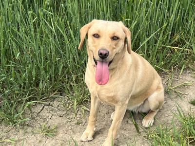 Rehome to loving home