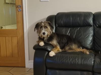 Bernese Collie Cross