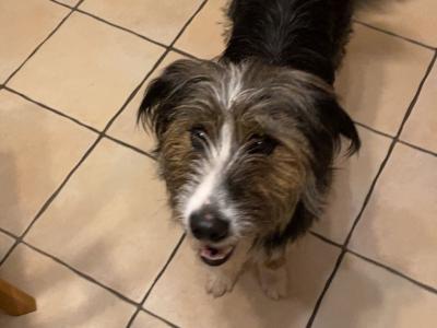 Cupid is a male Bernese Mountain Dog x Border Collie dog for sale in Galway