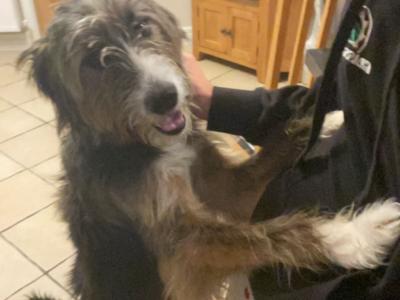 Bernese Collie Cross