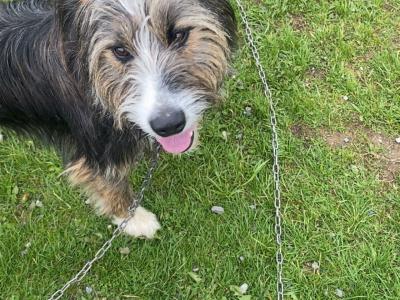 Bernese Collie Cross