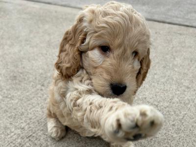Adorable cockapoo Pups