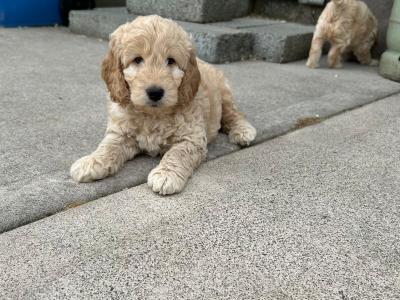 Adorable cockapoo Pups