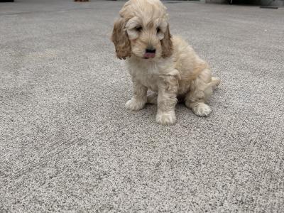 Adorable cockapoo Pups
