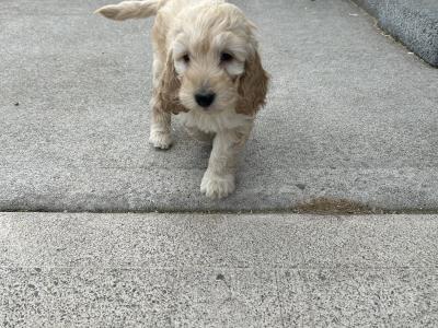 Adorable cockapoo Pups
