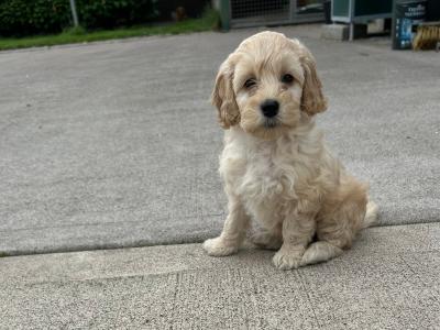 Adorable cockapoo Pups
