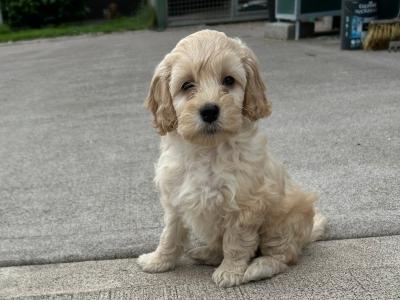 Adorable Cockapoo puppies in Monaghan