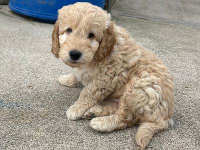 Adorable Cockapoo puppies in Monaghan