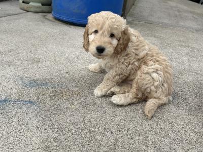 Adorable cockapoo Pups