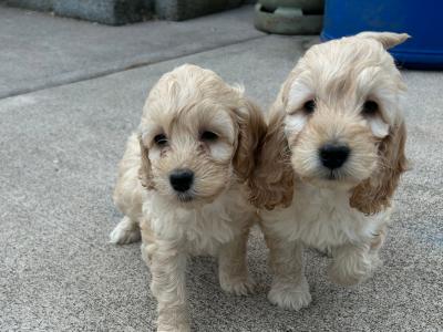 Adorable cockapoo Pups