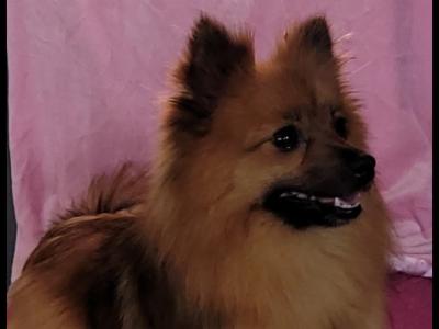 Pomeranian puppies in Clare