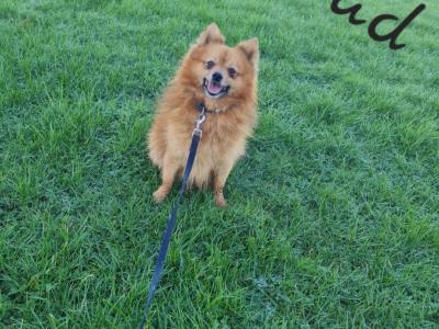 Pomeranian puppies in Clare