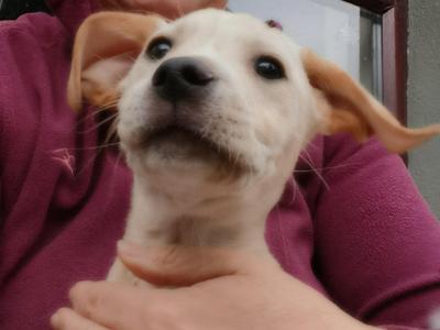 Labrador x Pointer puppies in Sligo