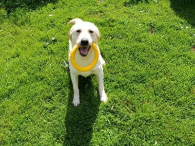 Labrador x Pointer puppies in Sligo