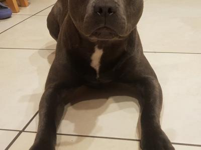 Staffordshire Bull Terrier IKC registered
