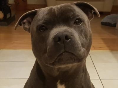 Staffordshire Bull Terrier IKC registered fully health tested *proven stud*