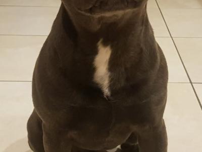 Staffordshire Bull Terrier IKC registered