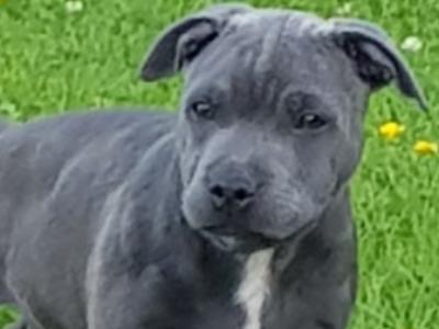 Staffordshire Bull Terrier IKC registered fully health tested *proven stud*