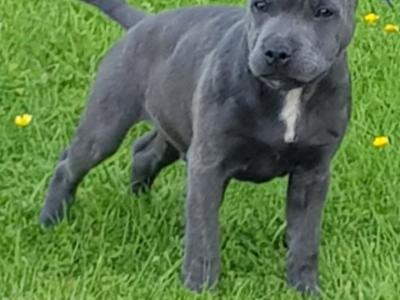 Staffordshire Bull Terrier IKC registered