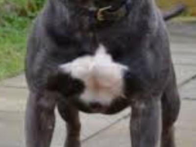 Staffordshire Bull Terrier IKC registered