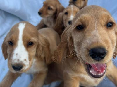 7 gorgeous Golden Cocker Spaniel puppies in Wexford
