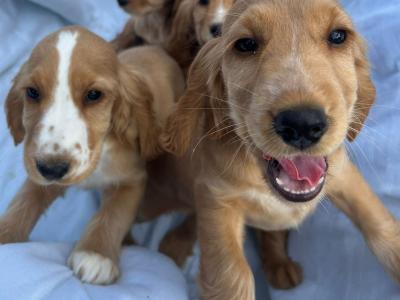 7 gorgeous Golden Cockers puppies
