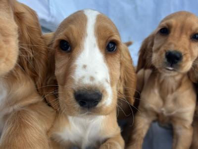 7 gorgeous Golden Cockers puppies in Wexford