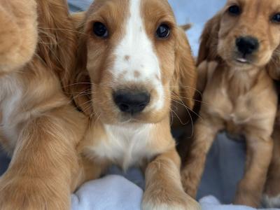 7 gorgeous Golden Cockers puppies