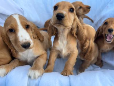 7 gorgeous Golden Cockers puppies