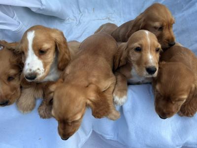 7 gorgeous Golden Cockers puppies