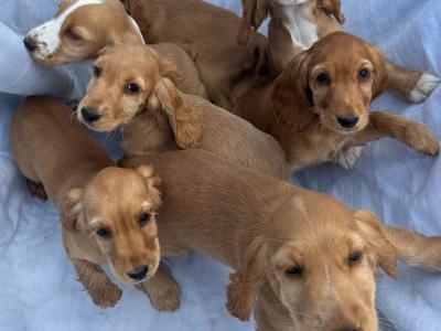 7 gorgeous Golden Cockers puppies