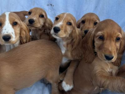 7 gorgeous Golden Cockers puppies