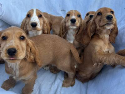 7 gorgeous Golden Cockers puppies