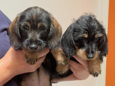 IKC Registered Wired Haired miniature Dachshund puppies in Kildare