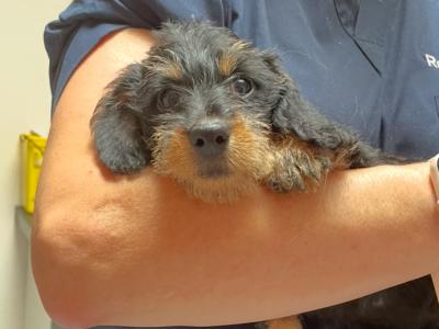 IKC Registered Wired Haired miniature Dachshund puppies in Kildare