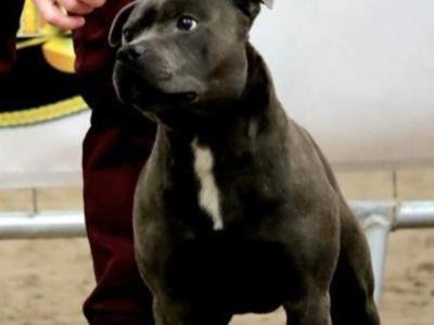Staffordshire Bull Terrier IKC registered