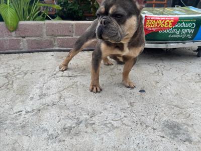 IKC French Bulldogs Girls