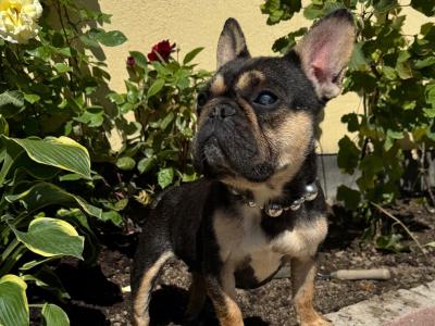 IKC Registered French Bulldogs Girls in Dublin